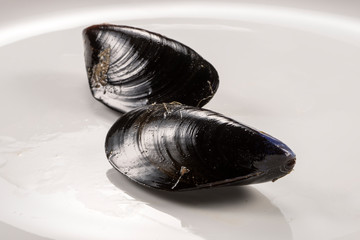 Plate with two raw fresh mussels