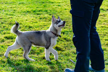 Puppy miniature husky. Dogs play with each other, merry fuss, harmonious relations, correction of behavior and aggressiveness. Obedient pet performs the commands of its owner. Deliverance from barking