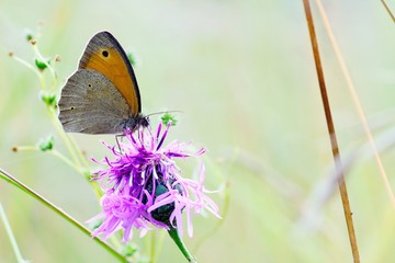 brown butterfly