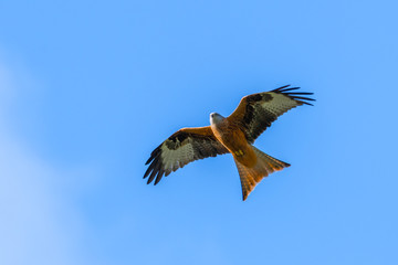 A Red Kite flying in Dumfriesshire, Scotland, in Autumn 2018