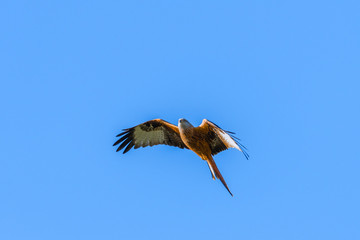A Red Kite flying in Dumfriesshire, Scotland, in Autumn 2018