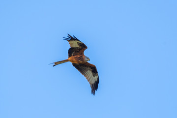 A Red Kite flying in Dumfriesshire, Scotland, in Autumn 2018