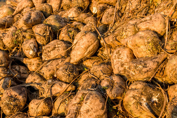 Zuckerrüben, die Ernte liegt auf einem Haufen zum Abtransport zur Zuckerfabrik, Sugar beet, the harvest is in a pile for transport to the sugar factory