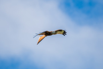 A Red Kite flying in Dumfriesshire, Scotland, in Autumn 2018