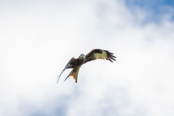 A Red Kite flying in Dumfriesshire, Scotland, in Autumn 2018