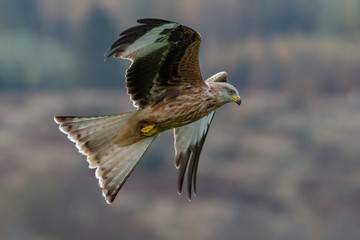 A Red Kite flying in Dumfriesshire, Scotland, in Autumn 2018