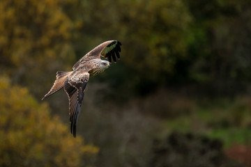 A Red Kite flying in Dumfriesshire, Scotland, in Autumn 2018