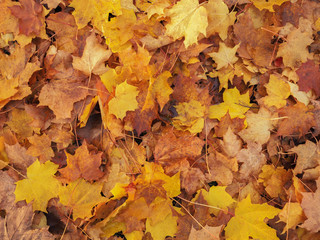 Colorful autumn maple leaves
