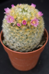 cactus fiorito Mammillaria carmenae