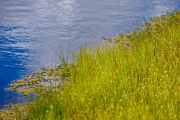 Obraz na płótnie Canvas empty swamp landscape with water ponds and small pine trees