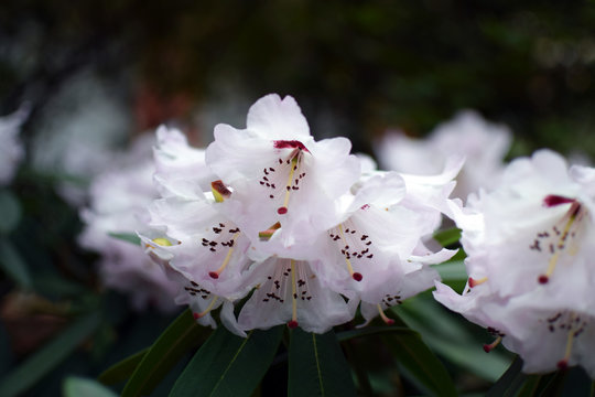 "Rhododendron Simona". White flowers close up.