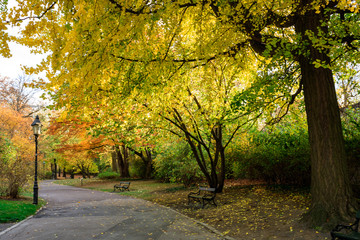 Allee mit Straßenlaterne und Parkbank umgeben von gelben Blättern.
