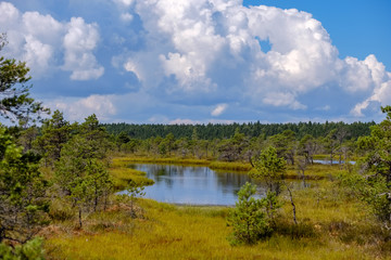 empty swamp landscape with water ponds and small pine trees