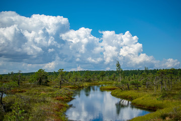 empty swamp landscape with water ponds and small pine trees