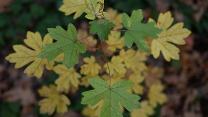 colorful leaves in the autumn wind