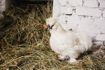 white hen chicken standind in farm