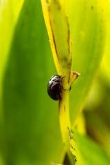 Beetle In Nature