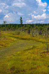 Obraz premium empty swamp landscape with water ponds and small pine trees