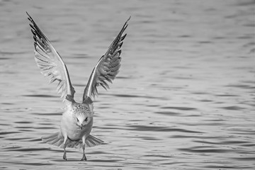 Möwe bei der Landung