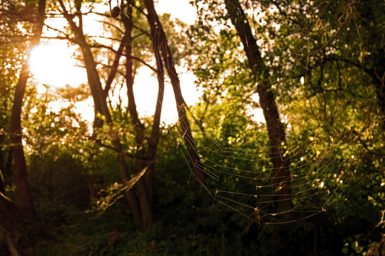 Cobweb in sunlight conditions