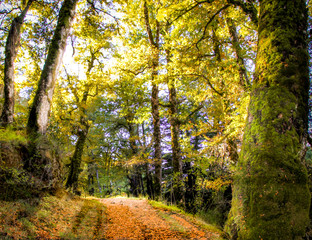 Bosque Patagonico, Chachi, San Martin de los Andes, Neuquen, Patagonia Argentina