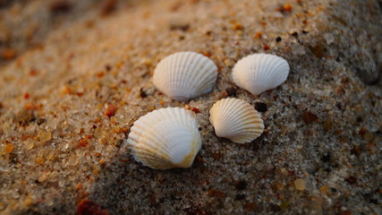 Eine Muschelgruppe auf der Inselr&uuml;gen in Glowe