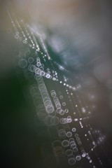 Spinnennetz