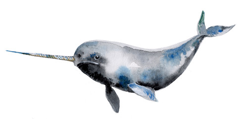 Gray narwhal isolated on a white background, watercolor - obrazy, fototapety, plakaty