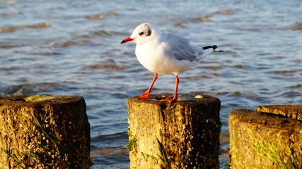 M&ouml;we auf der Ostseeinsel R&uuml;gen in Glowe