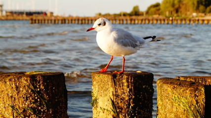 M&ouml;we auf der Ostseeinsel R&uuml;gen in Glowe