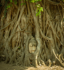Buddha head in tree roots in ancient capital of Siam - Ayutthaya, Thailand, front view