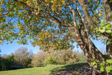 Fototapeta premium Tree with golden leaves and reflections from waves in a pond shown on the trunk and branches