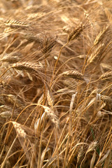 Detail of golden wheat in a field.