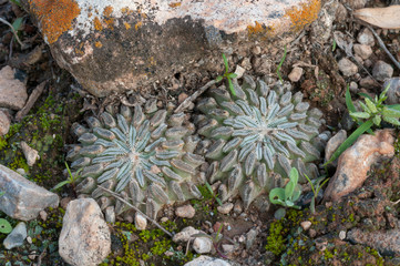 Pelecyphora