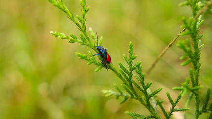SONY DSC