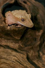 Close up Crested gecko (scientific name: Correlophus ciliates) crawling on brown dry wood. This animal is a cutie pet and it is one species in group of New Caledonia Geckos.