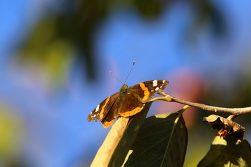 On the branch, against the blue sky, sits a beautiful and colorful butterfly, covering part of the green leaf