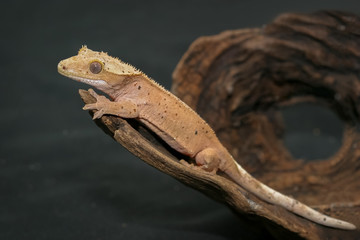 Crested gecko (scientific name: Correlophus ciliates) crawling on brown dry wood. This animal is a cutie pet and it is one species in group of New Caledonia Geckos.