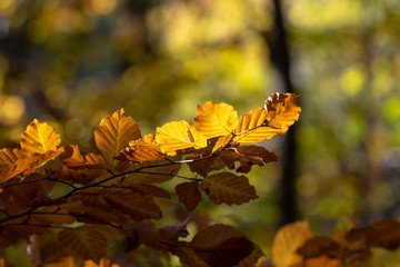 Closeup of orange beech leaves in the sun in autumn