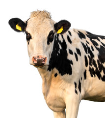 Funny cow isolated on a white background