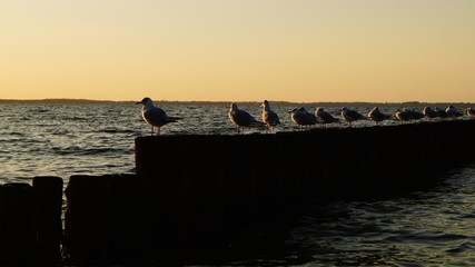 M&ouml;wen am Strand