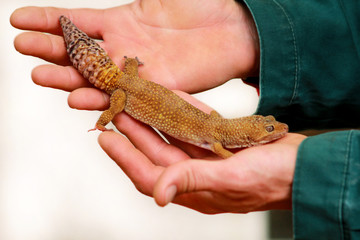 Guy with gecko. Man holds in hands reptile gecko. Common leopard reptile gecko of pets. Exotic...