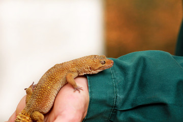 Guy with gecko. Man holds in hands reptile gecko. Common leopard reptile gecko of pets. Exotic...