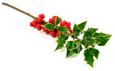 holly leaves and berries isolated
