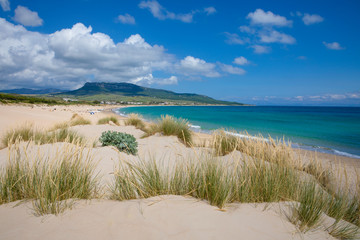 landscape of Bolonia Beach in Cadiz from a sand dune with plants