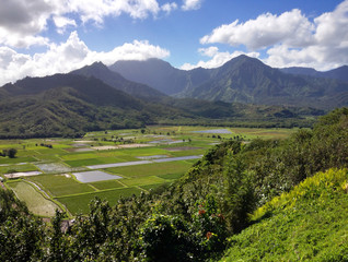 Taro Fields in Hanalei Valley, Kauai