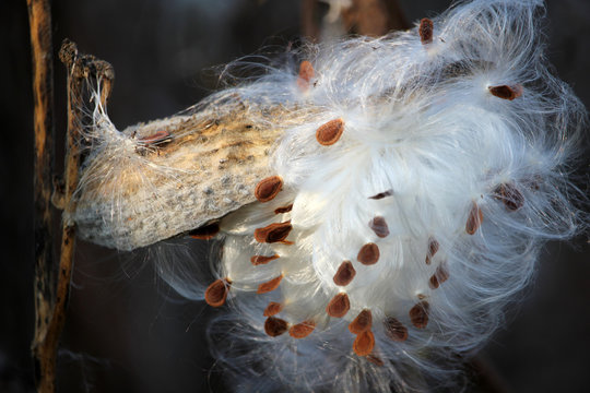 Close-up of milkweed seeds in beautiful autumn sunlight, autumn background