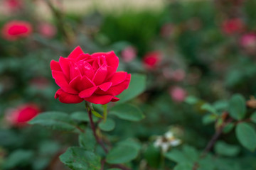 red rose