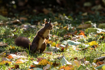 stehendes Eichhörnchen