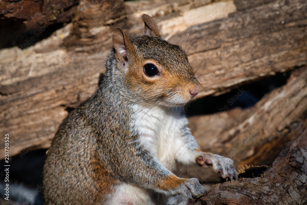 Poster a portrait of grey squirrel sits upright between logs. it rests its paws on one looking alert to the